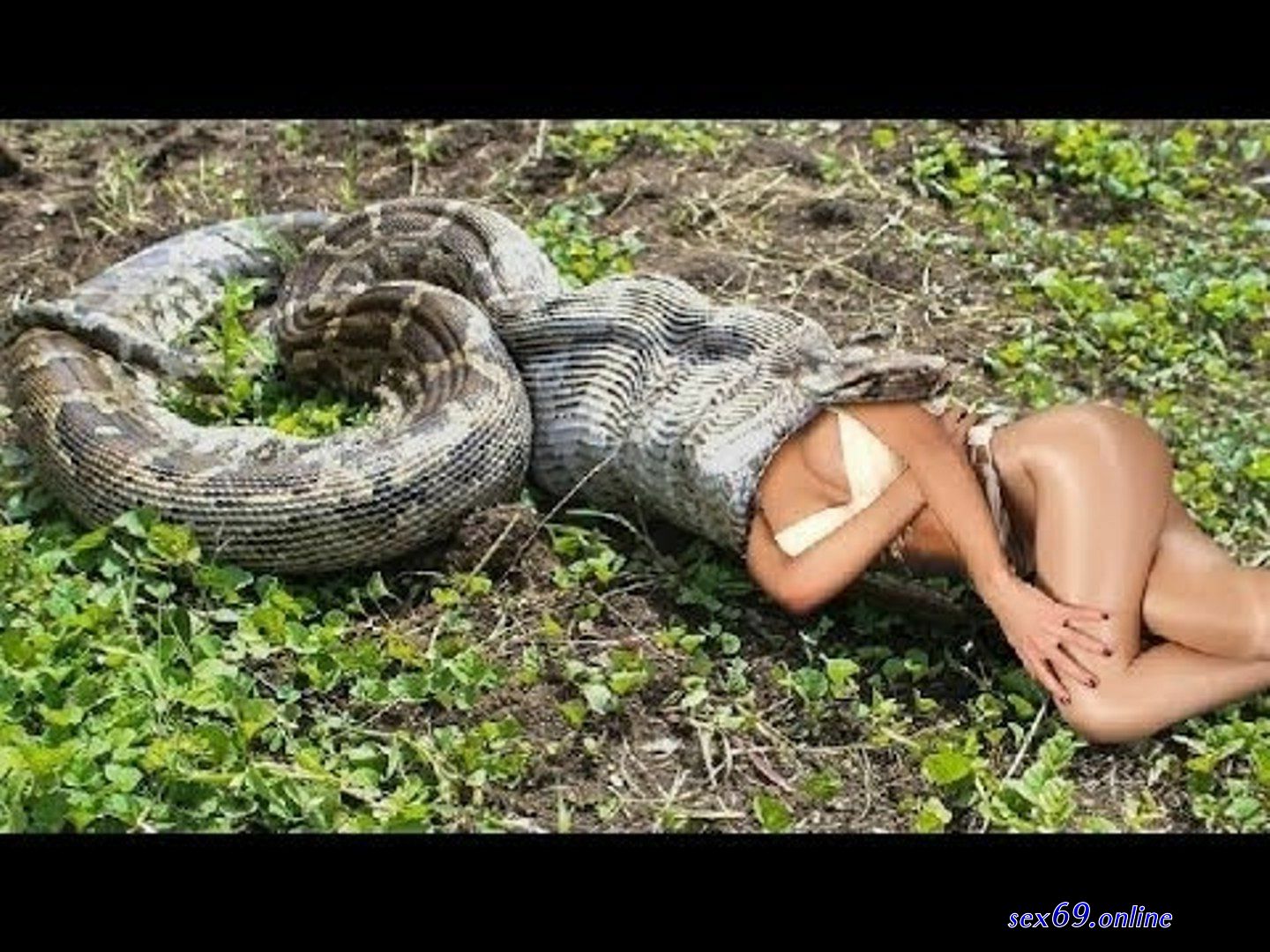 Lady Anaconda Hoa